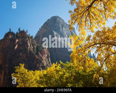 Parc national de Zion, Utah, États-Unis.La majestueuse face nord du Grand trône blanc encadrée par un feuillage doré, en automne. Banque D'Images