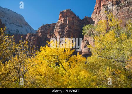 Parc national de Zion, Utah, États-Unis.Vue sur le plancher boisé de Zion Canyon jusqu'aux falaises de grès rouge d'Angels Landing, en automne. Banque D'Images