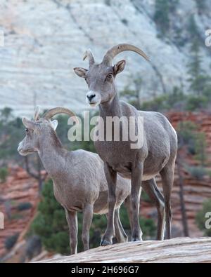 Parc national de Zion, Utah, États-Unis.Deux mouflons de désert femelles, Ovis canadensis nelsoni, sur un rocher dans la région des falaises blanches du parc. Banque D'Images