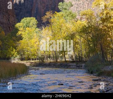 Parc national de Zion, Utah, États-Unis.Vue sur la rivière Virgin dans le temple de Sinawava, automne, le feuillage doré des cotonwoods de bord de rivière en avant. Banque D'Images