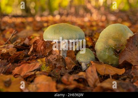 Tête ronde bleue, Stropharia caerulea, fin de l'automne dans une forêt de l'Oxfordshire Banque D'Images