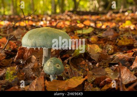 Tête ronde bleue, Stropharia caerulea, fin de l'automne dans une forêt de l'Oxfordshire Banque D'Images