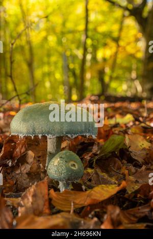 Tête ronde bleue, Stropharia caerulea, fin de l'automne dans une forêt de l'Oxfordshire Banque D'Images