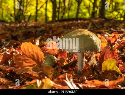 Tête ronde bleue, Stropharia caerulea, fin de l'automne dans une forêt de l'Oxfordshire Banque D'Images