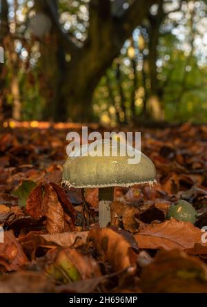 Tête ronde bleue, Stropharia caerulea, fin de l'automne dans une forêt de l'Oxfordshire Banque D'Images