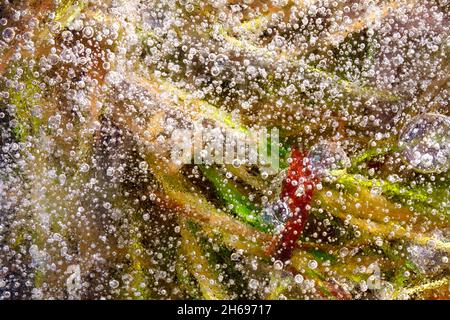 Un lac gelé dans lequel vous pouvez encore voir des plantes et des bulles d'air sous la glace Banque D'Images