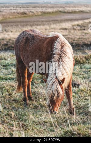 Longue manique de cheval islandais, Islande. Banque D'Images