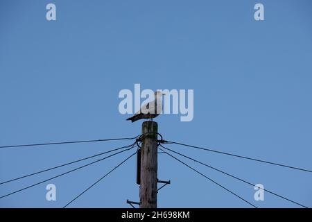 Mouette sur le dessus du poteau téléphonique. Banque D'Images