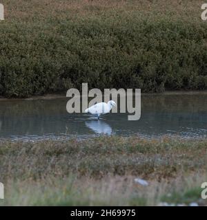 Petite Egrte se nourrissant dans l'eau peu profonde. Banque D'Images