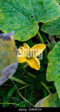 Un sélectif d'une fleur jaune d'une citrouille dans un jardin Banque D'Images
