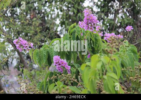 Un violet, rose flower.Common en Inde comme un arbre d'avenue.Il est également connu sous le nom de Lagerstromia Pink, Flos-reginae, Reine des fleurs, Rose de l'Inde Banque D'Images