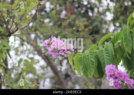 Un violet, rose flower.Common en Inde comme un arbre d'avenue.Il est également connu sous le nom de Lagerstromia Pink, Flos-reginae, Reine des fleurs, Rose de l'Inde Banque D'Images