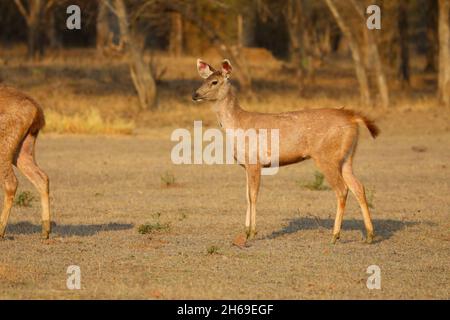 Un cerf de Sambar (rusa unicolor) fraie dans la réserve de tigres Tadoba-Andhari, Maharashtra, Inde Banque D'Images