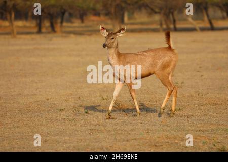 Un cerf de Sambar (rusa unicolor) fraie dans la réserve de tigres Tadoba-Andhari, Maharashtra, Inde Banque D'Images