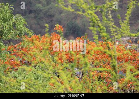 pleine fleur gul moher arbre avec les fleurs rouges.Entouré d'arbres avec des feuilles tendres qui germont après la mousson Banque D'Images