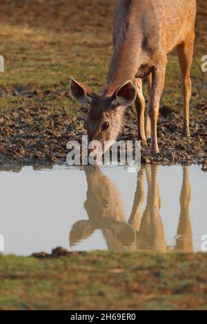 Un cerf de Sambar adulte (rusa unicolor) ind boire dans une piscine de la réserve de tigres Tadoba-Andhari, Maharashtra, Inde Banque D'Images