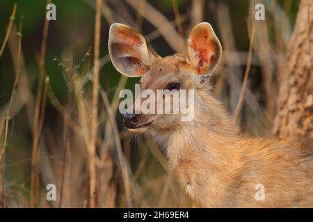 Un cerf de Sambar (rusa unicolor) fraie dans la réserve de tigres Tadoba-Andhari, Maharashtra, Inde Banque D'Images