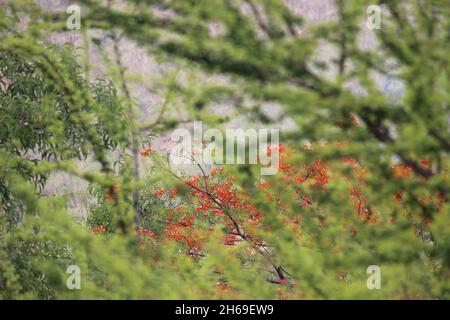 pleine fleur gul moher arbre avec les fleurs rouges.Entouré d'arbres avec des feuilles tendres qui germont après la mousson Banque D'Images