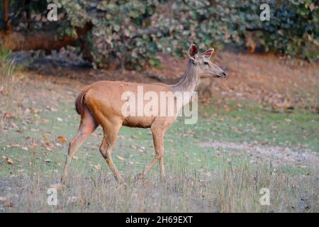 Un cerf de Sambar adulte (rusa unicolor) ind en Inde Banque D'Images