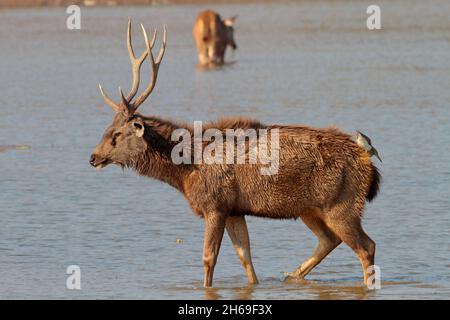 Un cerf de Sambar stag (rusa unicolor) se balader à travers un lac avec un héron d'étang indien (Ardeola grayii) à cheval sur son dos, à la recherche de poissons Banque D'Images