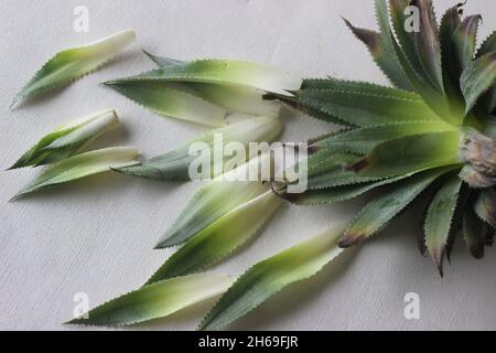 Les feuilles de la couronne du fruit de l'ananas sont disposées dans un joli motif. Banque D'Images