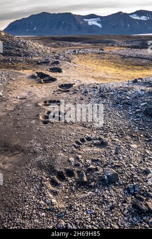 Empreintes de pied d'ours polaire dans la boue, Svalbard Banque D'Images