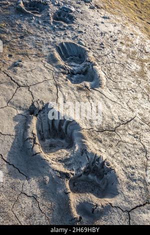 Empreintes de pied d'ours polaire dans la boue, Svalbard Banque D'Images