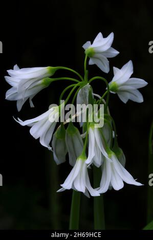 Poireaux à trois corned fleurissant sur la rive de campagne. Dorset, Royaume-Uni Banque D'Images