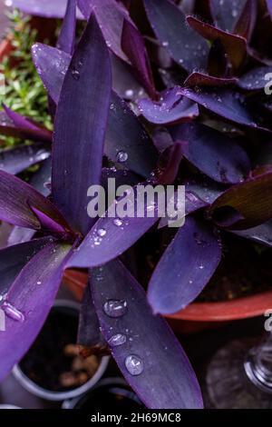 Belles feuilles pourpres de Tradescantia pallida avec des gouttes d'eau transparente Banque D'Images