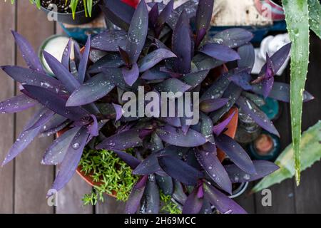 Tradescantia pallida rempli de gouttelettes d'eau sur un plancher de planche d'une terrasse urbaine Banque D'Images