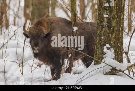 Bison européenne en liberté dans la forêt d'hiver, forêt de Bialowieza, Pologne, Europe Banque D'Images
