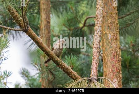 Erope (Jynx torquilla) sur branche de pin, Podlaskie Voivodeship, Pologne, Europe Banque D'Images