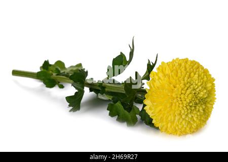 Fleur de chrysanthème jaune isolé sur fond blanc Banque D'Images