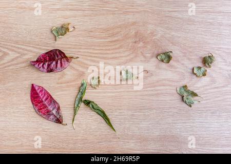 Sécher les feuilles tombées en automne sur une planche en bois de chêne Banque D'Images