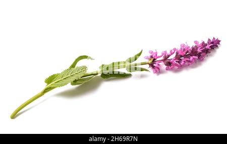 Fleur de Salvia nemorosa isolée sur fond blanc Banque D'Images