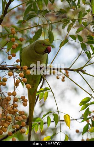 Perroquet indien vert reposant sur une branche de verdure à Jérusalem Banque D'Images