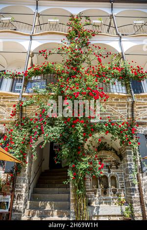 Grand rosier sur un fond de mur de façade.Fleurs grimpant des roses plante au-dessus des escaliers en Bulgarie. Banque D'Images