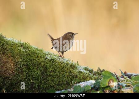 Une Wren européenne perchée sur une mousse couverte de bois de gel. Banque D'Images