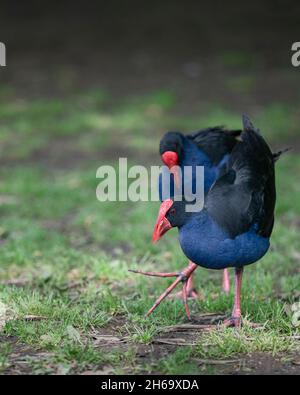 Deux Pukekos, ou Austraulasian Swamphen, au parc Western Springs à Auckland.Format vertical. Banque D'Images