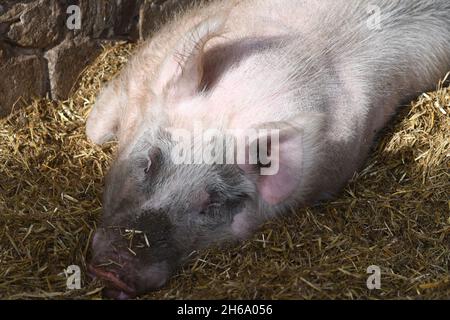 Cochon endormi dans la hâtive Banque D'Images