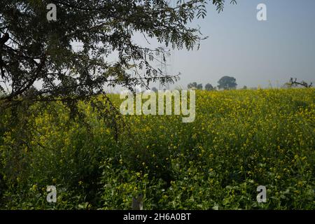 Image haute résolution : champ de moutarde en fleurs #Mustardfield #yellowmoutstard #bloomingmoutstard #canolafield #goldenfield #springscape #rurallife Banque D'Images