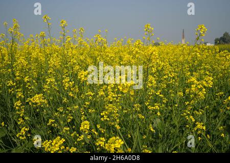 Image haute résolution : champ de moutarde en fleurs #Mustardfield #yellowmoutstard #bloomingmoutstard #canolafield #goldenfield #springscape #rurallife Banque D'Images
