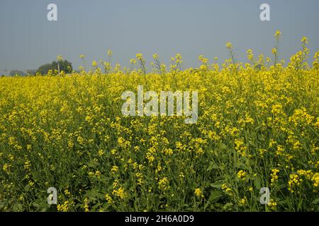 Image haute résolution : champ de moutarde en fleurs #Mustardfield #yellowmoutstard #bloomingmoutstard #canolafield #goldenfield #springscape #rurallife Banque D'Images