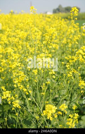 Image haute résolution : champ de moutarde en fleurs #Mustardfield #yellowmoutstard #bloomingmoutstard #canolafield #goldenfield #springscape #rurallife Banque D'Images