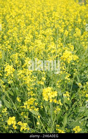 Image haute résolution : champ de moutarde en fleurs #Mustardfield #yellowmoutstard #bloomingmoutstard #canolafield #goldenfield #springscape #rurallife Banque D'Images