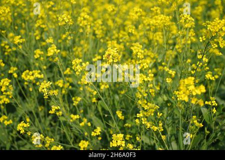 Image haute résolution : champ de moutarde en fleurs #Mustardfield #yellowmoutstard #bloomingmoutstard #canolafield #goldenfield #springscape #rurallife Banque D'Images