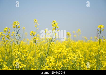 Image haute résolution : champ de moutarde en fleurs #Mustardfield #yellowmoutstard #bloomingmoutstard #canolafield #goldenfield #springscape #rurallife Banque D'Images