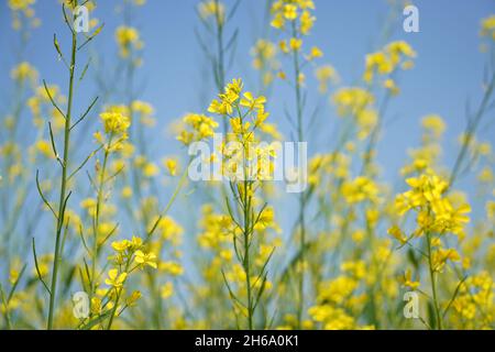 Image haute résolution : champ de moutarde en fleurs #Mustardfield #yellowmoutstard #bloomingmoutstard #canolafield #goldenfield #springscape #rurallife Banque D'Images