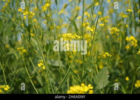 Image haute résolution : champ de moutarde en fleurs #Mustardfield #yellowmoutstard #bloomingmoutstard #canolafield #goldenfield #springscape #rurallife Banque D'Images