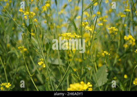 Image haute résolution : champ de moutarde en fleurs #Mustardfield #yellowmoutstard #bloomingmoutstard #canolafield #goldenfield #springscape #rurallife Banque D'Images